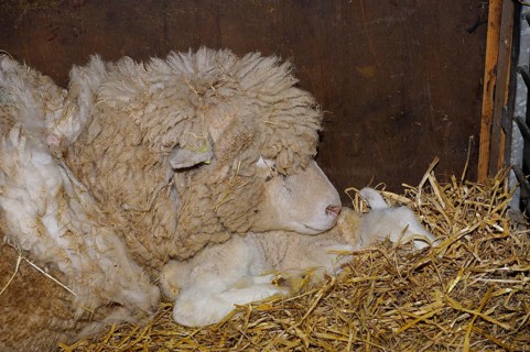 Texel sheep with lambs