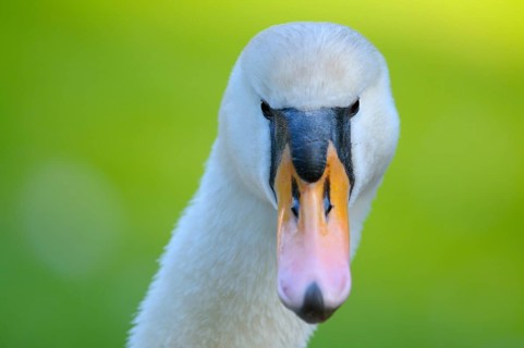Mute swan