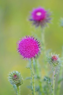 Nodding thistle