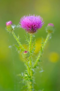 Way thistle