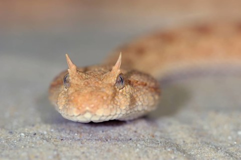 Saharan horned viper