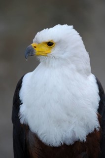 African fish eagle