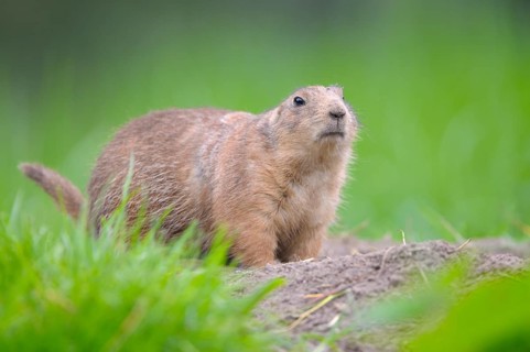 Black-tailed Prairie Dog