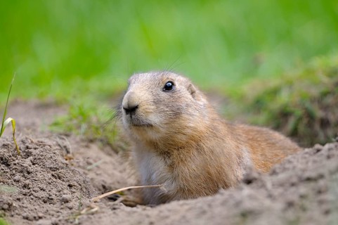 Black-tailed Prairie Dog