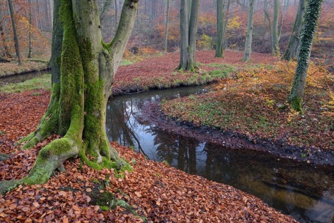 Rotbach