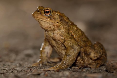Common toad