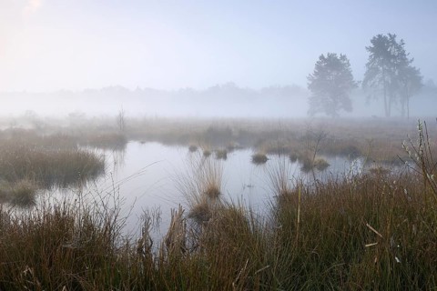 Morning atmosphere in the moor