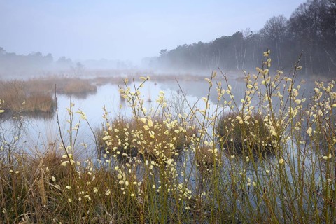 Morning atmosphere in the moor