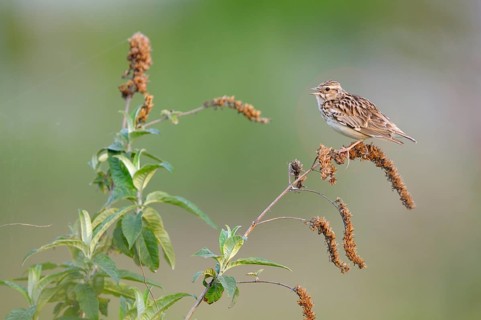Woodlark