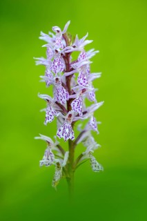 Fox orchid