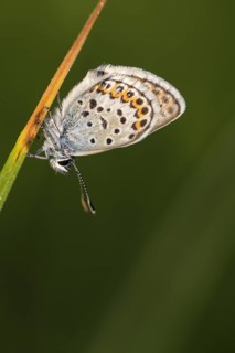 Argus blue butterfly