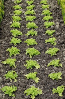 Lettuce