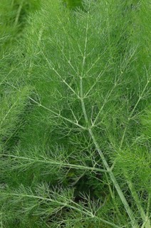 Fennel