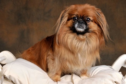 Male dog