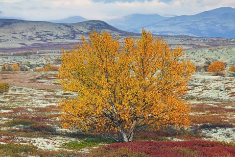 White birch