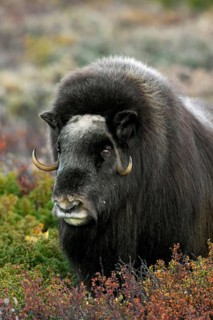 Musk ox