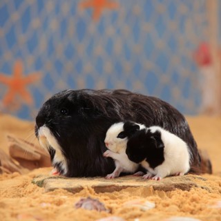 Sheltie guinea pig