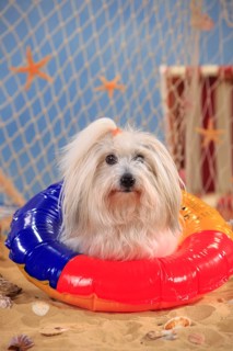 Coton de Tulear
