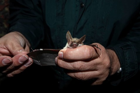 Greater mouse-eared bat