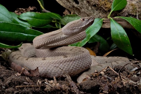 Tokara Habu