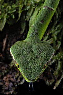 North Philippine Temple Pit Viper