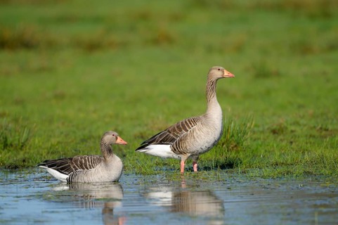 Greylag goose