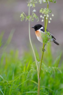 Stonechat