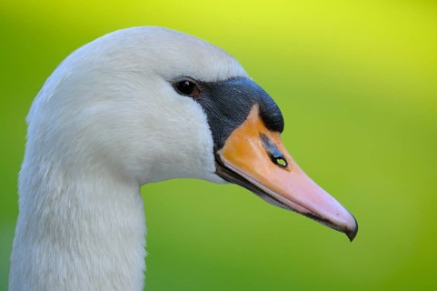 Mute swan