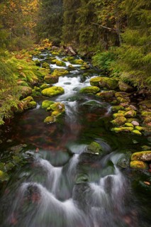 Mossy boulders in Njupan stream