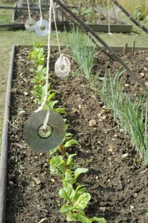 C.D.s used as pest protection to scare off birds from Swiss Chard crop in allotment