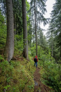 Hiker in the forest