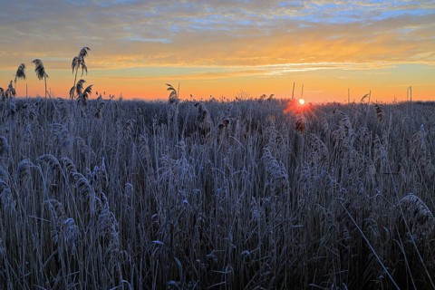 Common reed