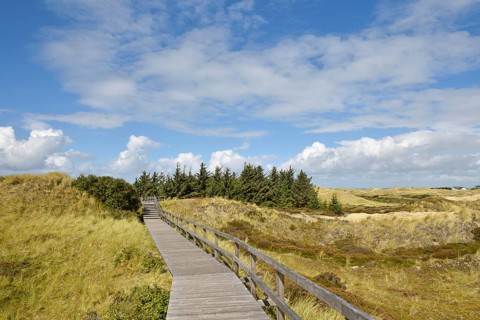 Boardwalk and conifers in the dunes