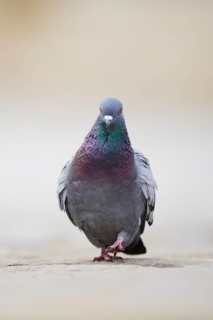 Feral pigeons