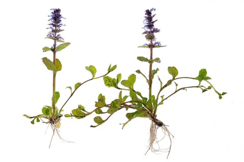 Blue bugle