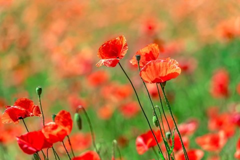 Poppies