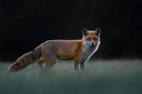 Red fox