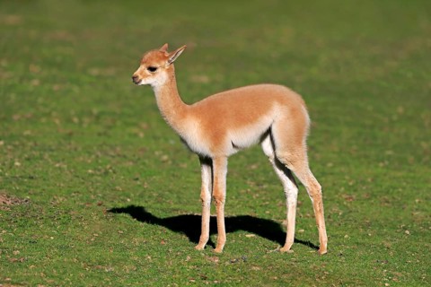 Vicuna
