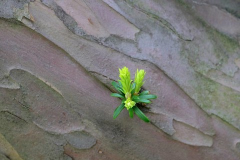 Leaf sprouts on the trunk of an old yew