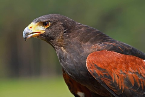 Harris's hawk
