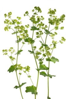 Blossoms of lady's mantle