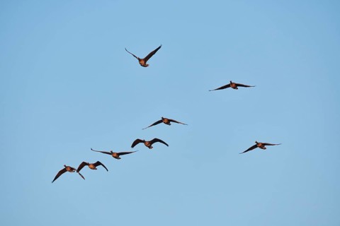 Greater white-fronted goose