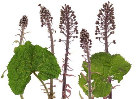 Flowers of a common butterbur