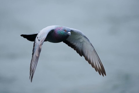 Feral pigeons