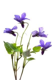 Wood violet