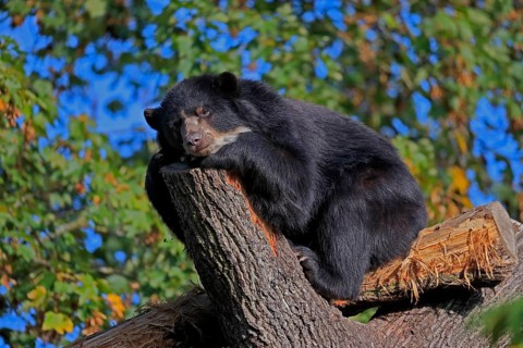 Spectacled bear