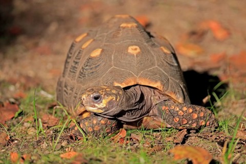 Red-footed tortoise
