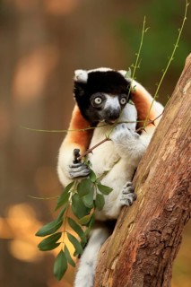 Crowned sifaka
