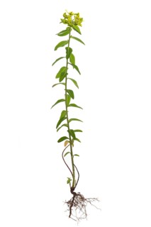 Cushion spurge