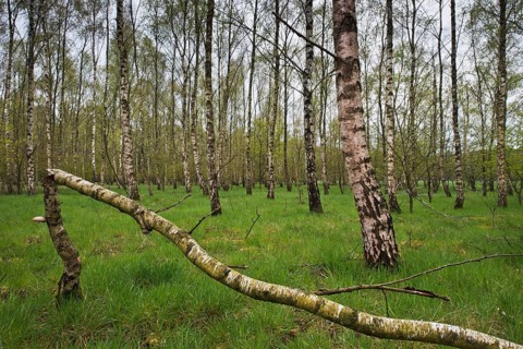 Birch forest